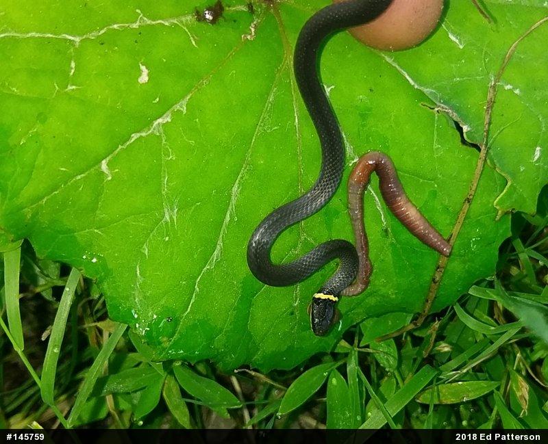 Northern Ring-necked Snake