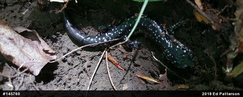 Northern Slimy Salamander