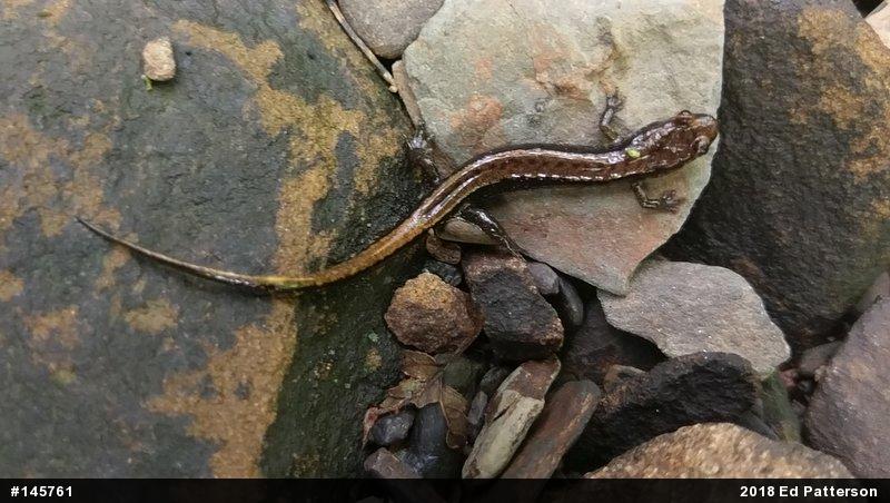 Allegheny Mountain Dusky Salamander