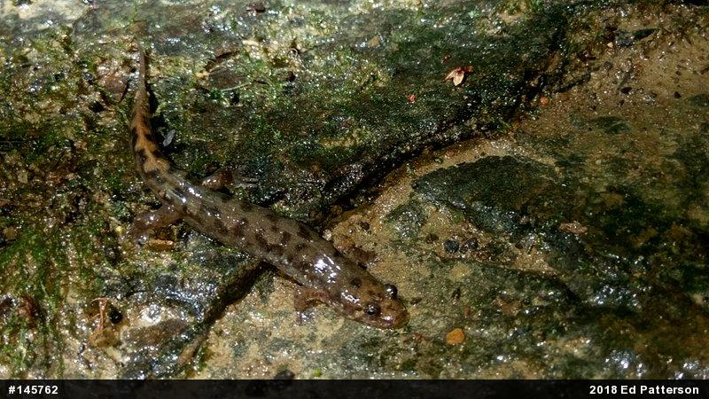 Seal Salamander