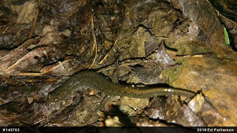Northern Dusky Salamander