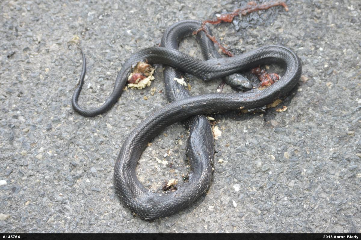 Eastern Ratsnake