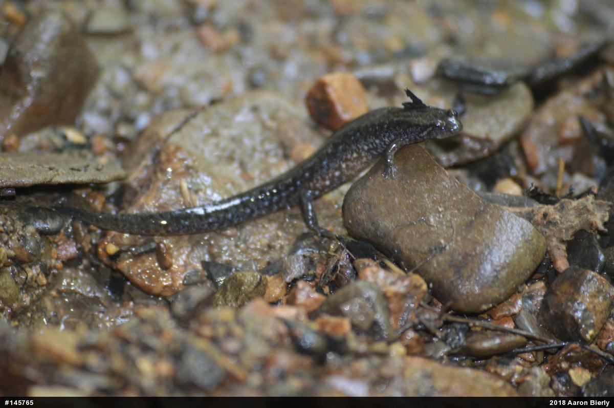 Northern Dusky Salamander