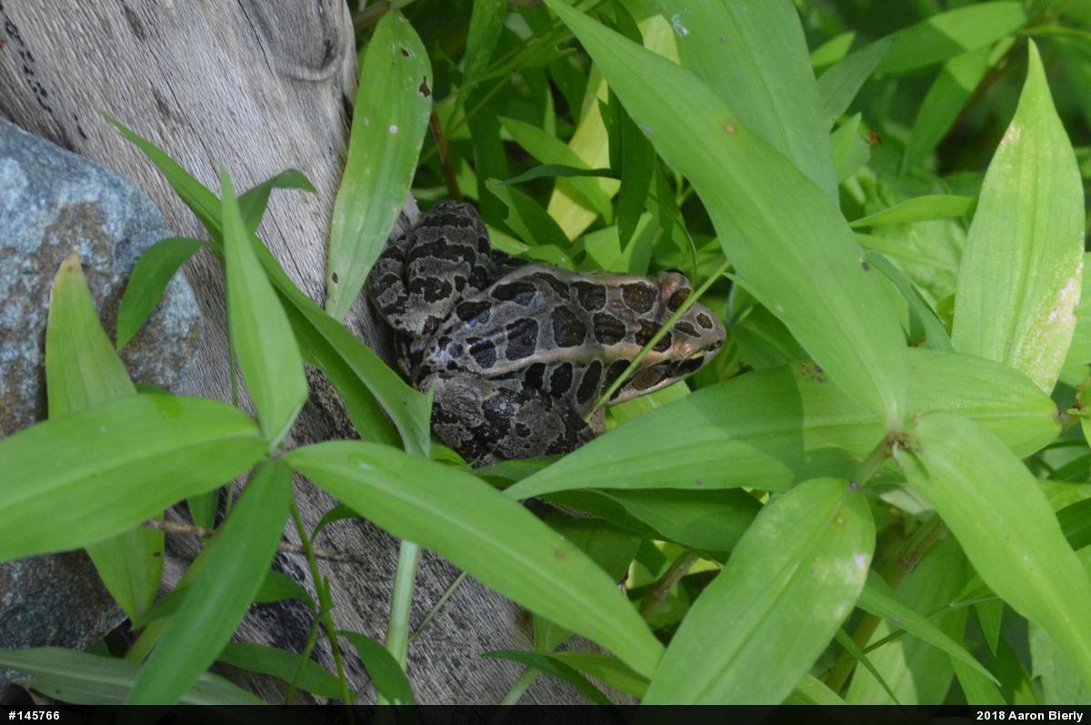 Pickerel Frog