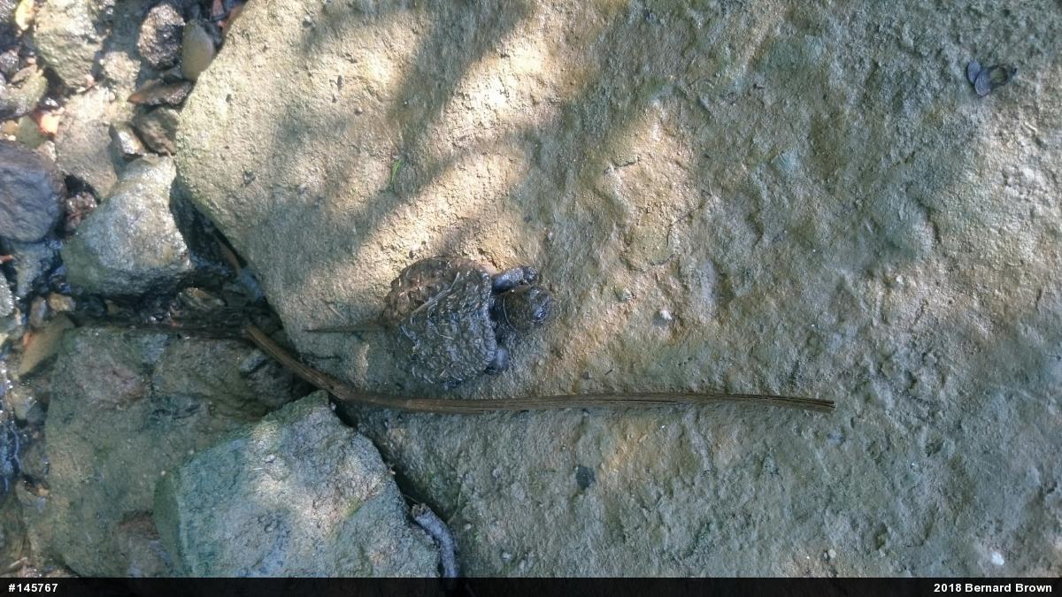 Snapping Turtle