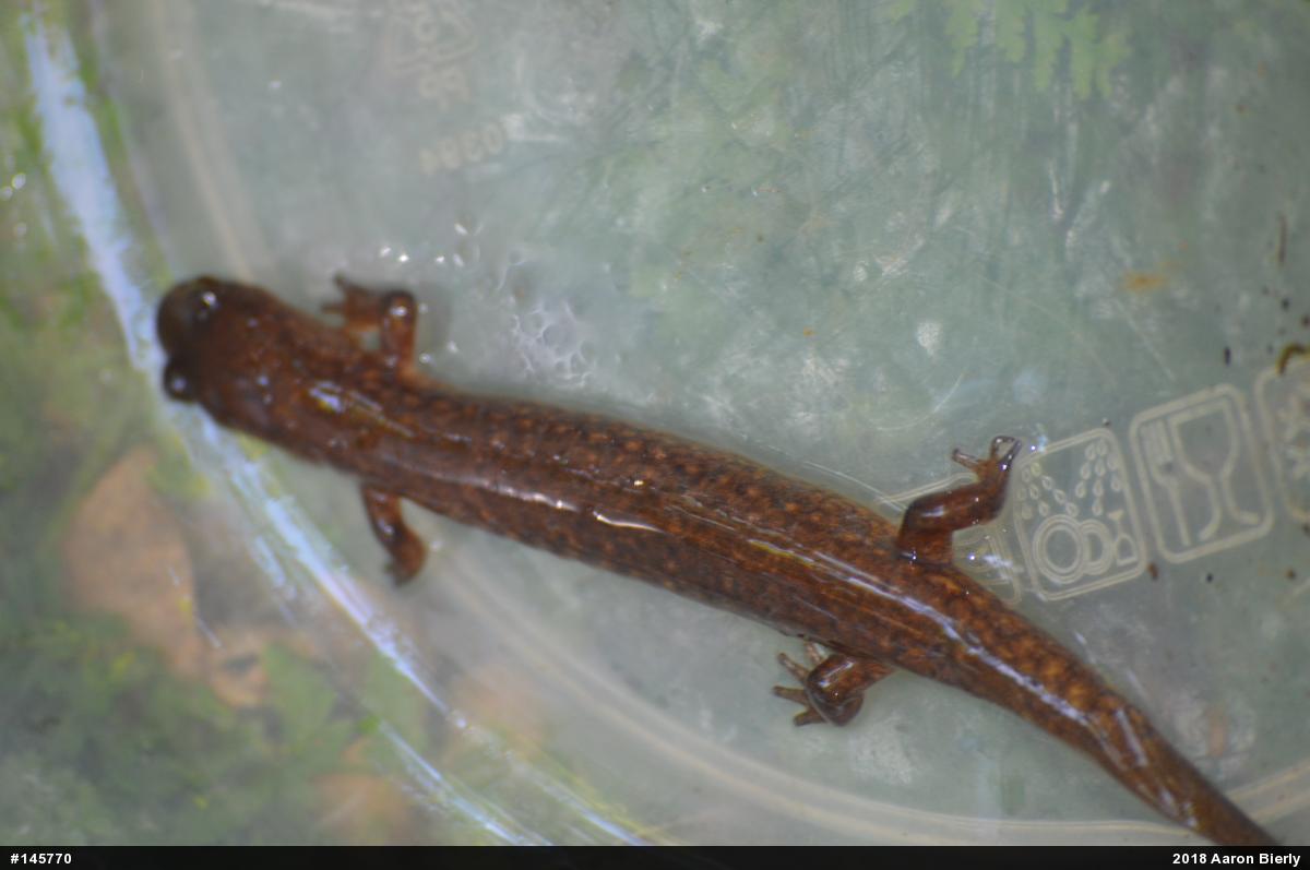 Northern Spring Salamander
