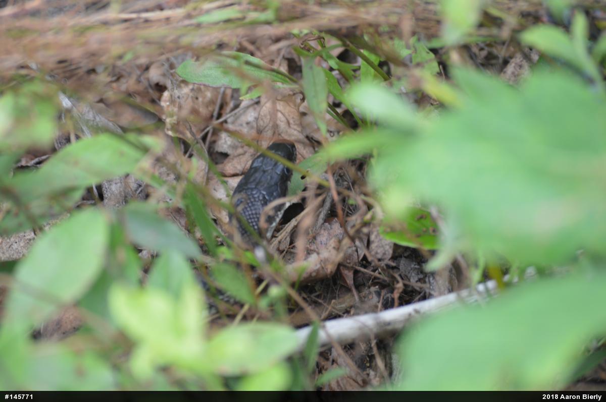 Eastern Ratsnake