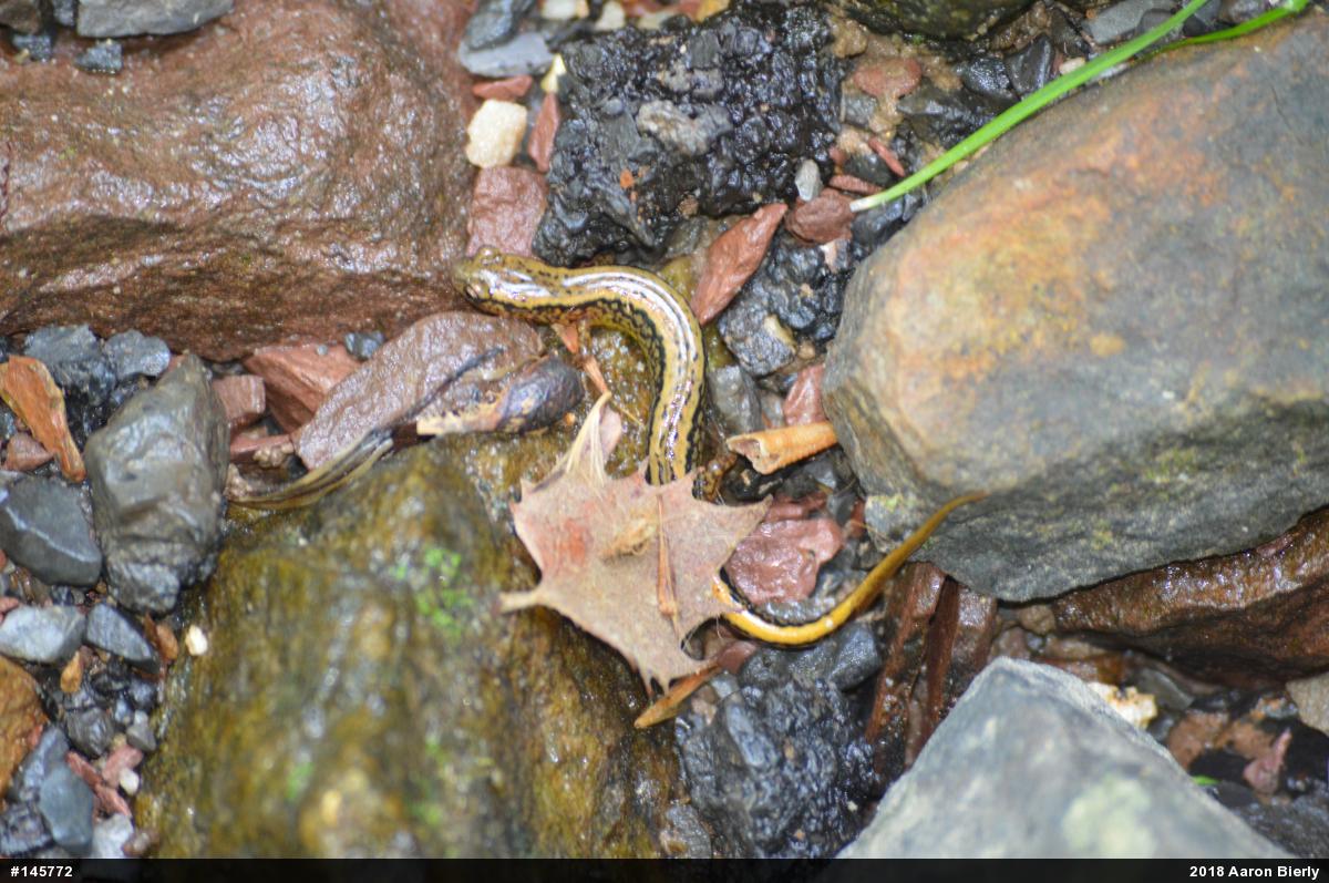 Northern Two-lined Salamander