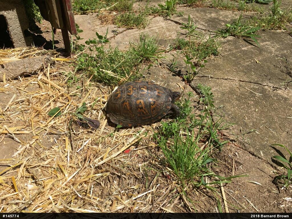 Eastern Box Turtle