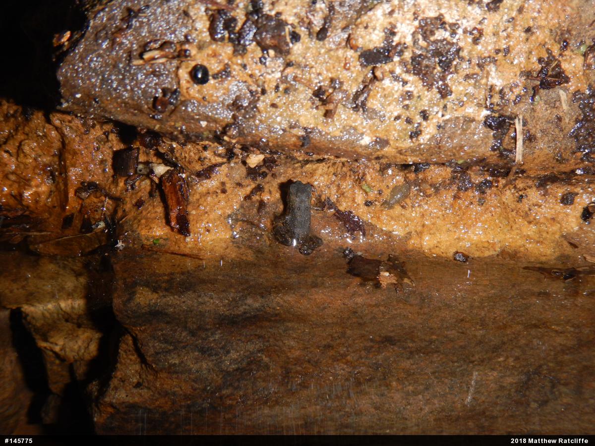 Eastern American Toad