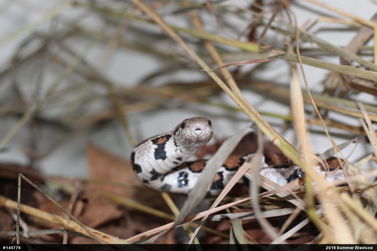 Eastern Milksnake