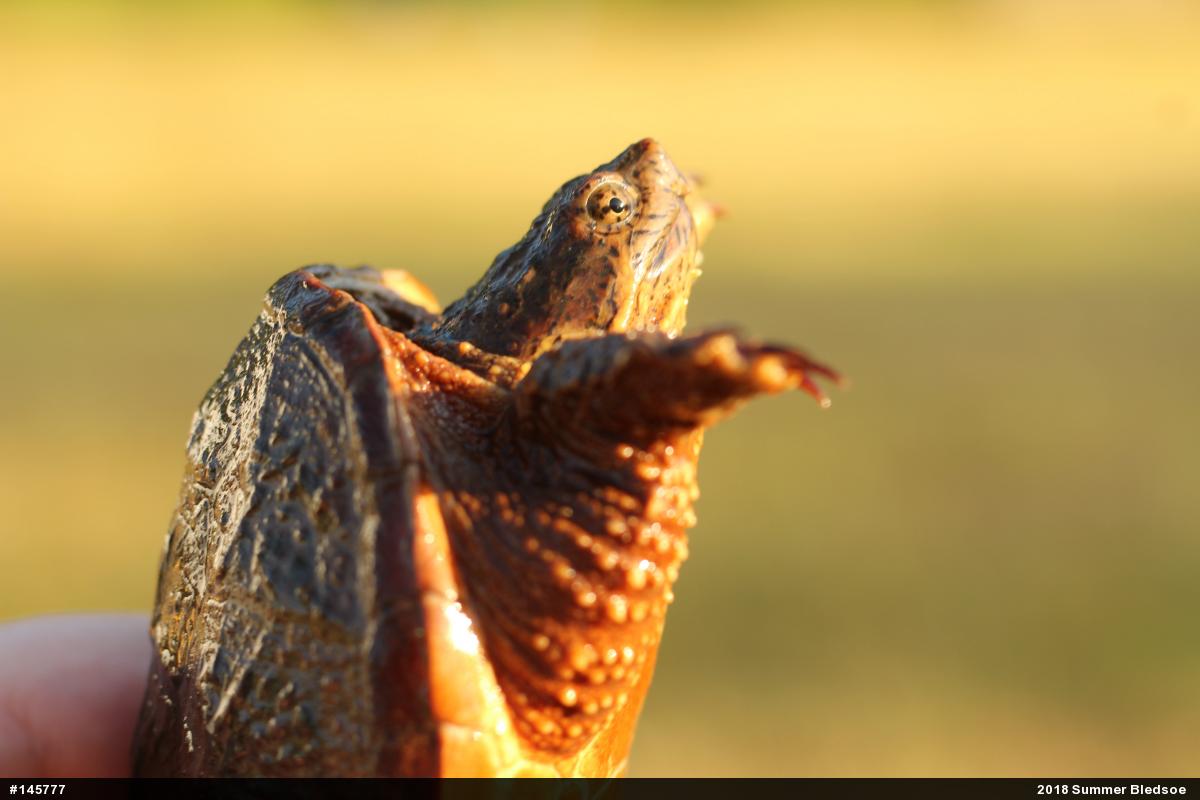 Snapping Turtle
