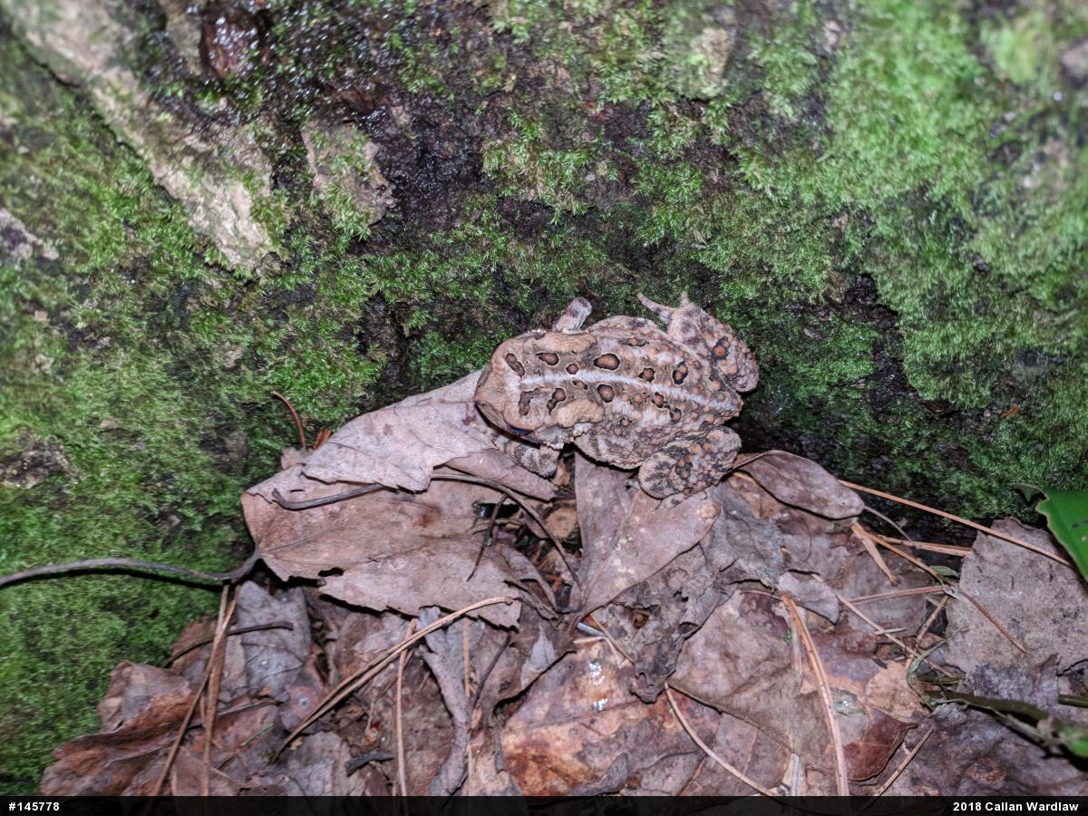 Eastern American Toad