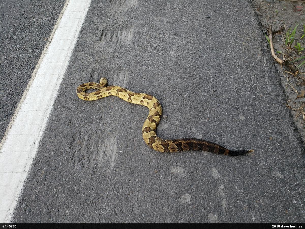 Timber Rattlesnake