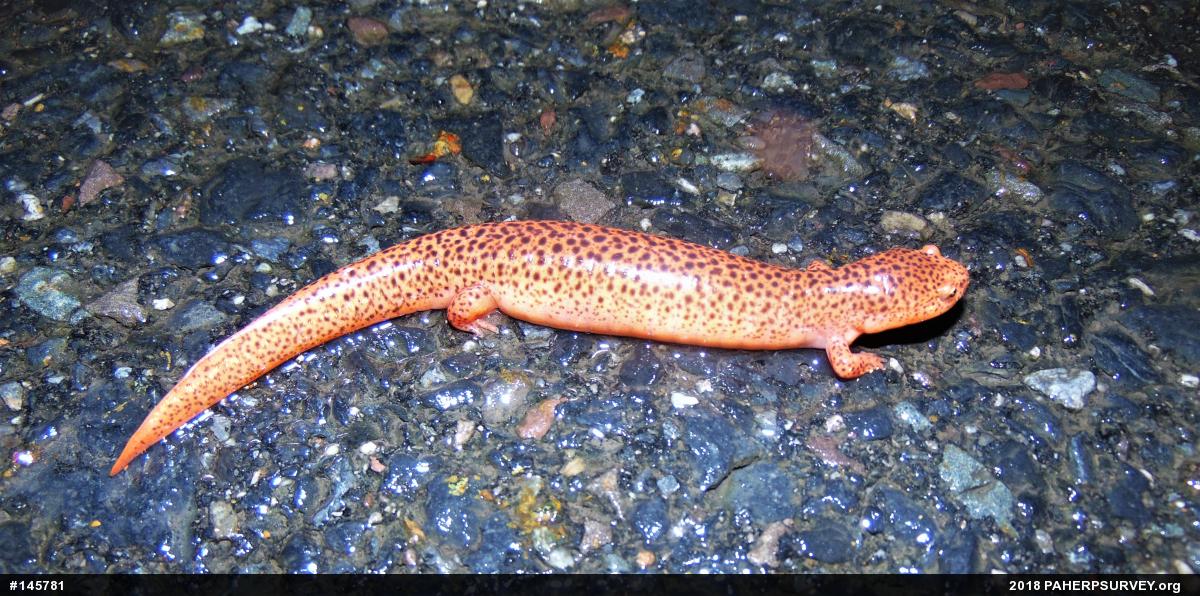 Northern Red Salamander