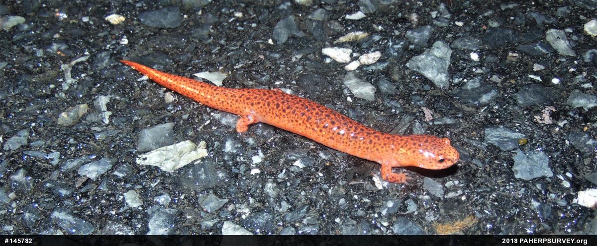 Northern Red Salamander