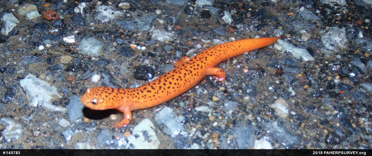 Northern Red Salamander