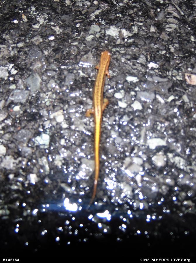 Northern Two-lined Salamander