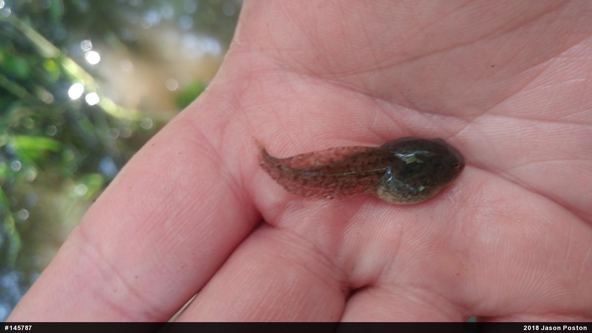 Green Frog