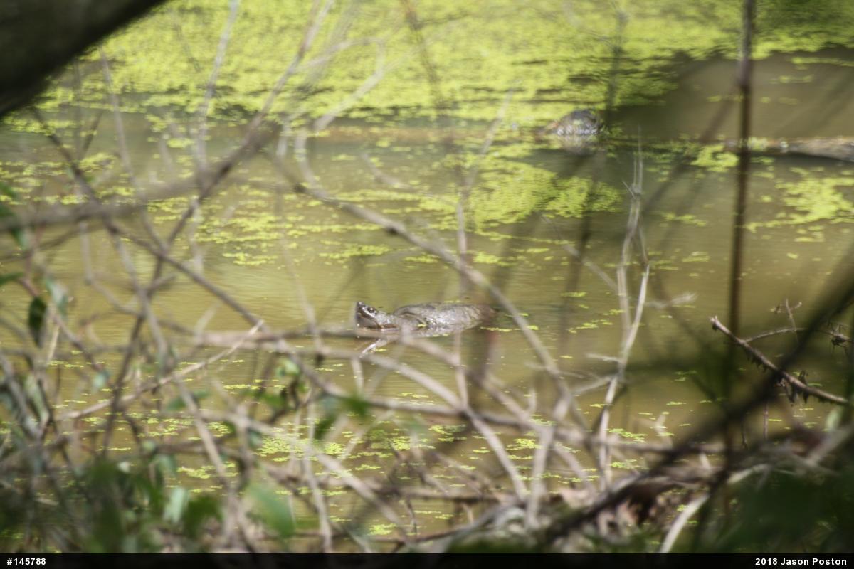 Snapping Turtle