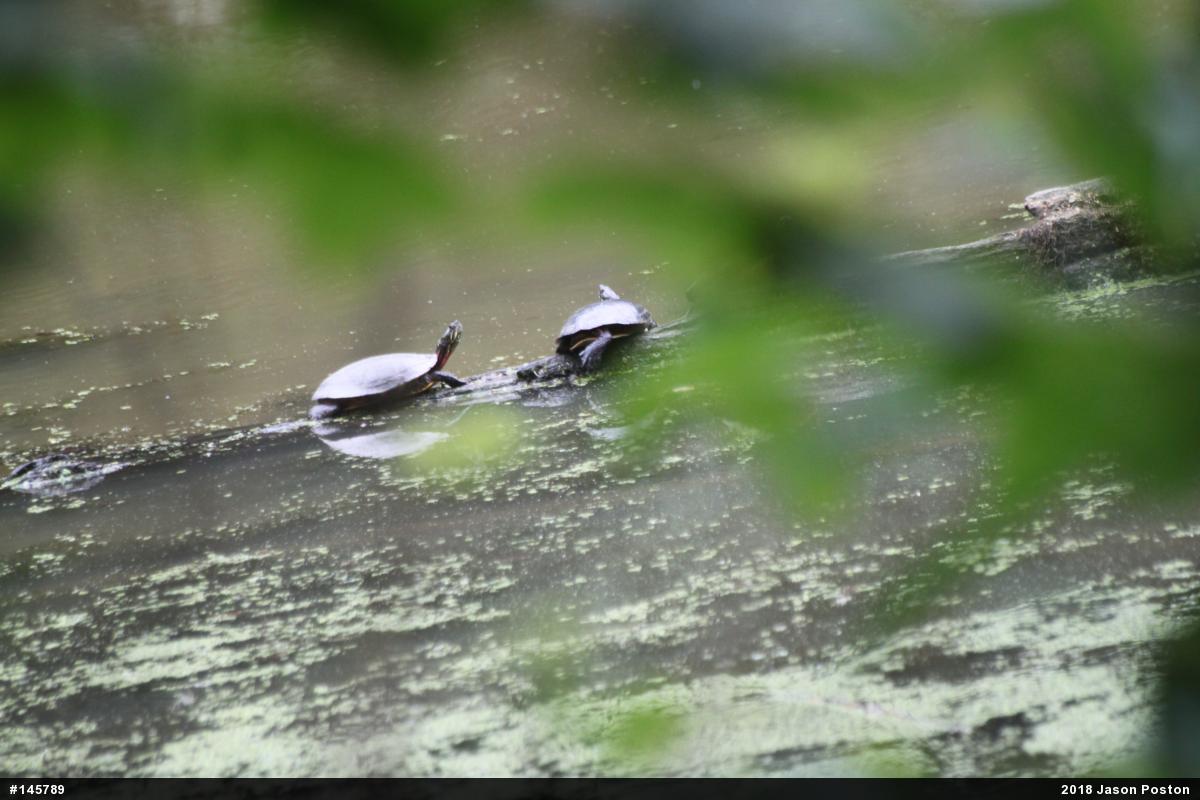 Painted Turtle
