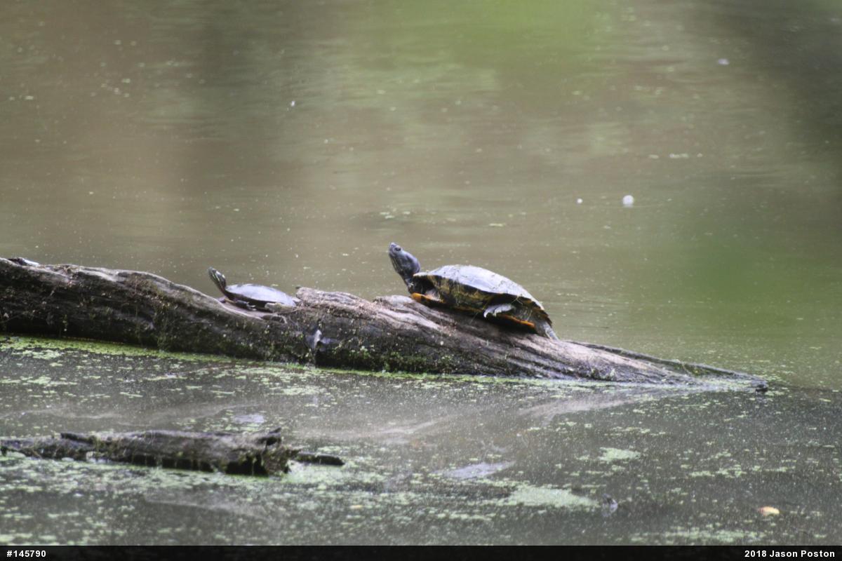 Red-eared Slider