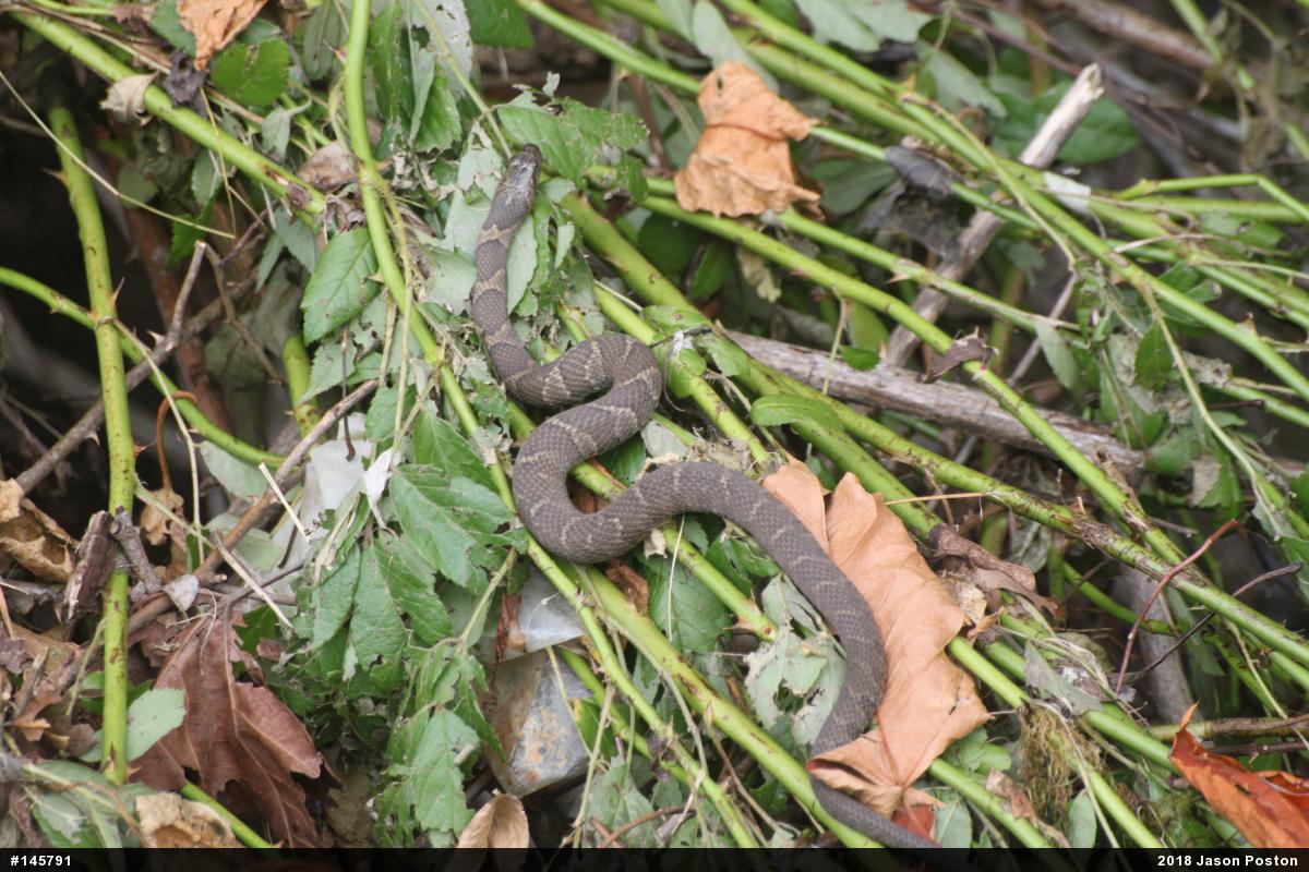 Northern Watersnake