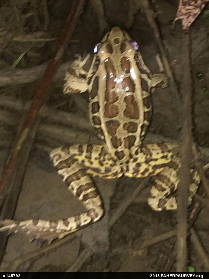 Pickerel Frog