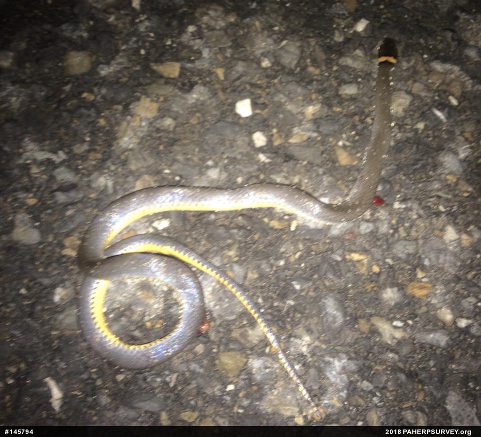 Northern Ring-necked Snake