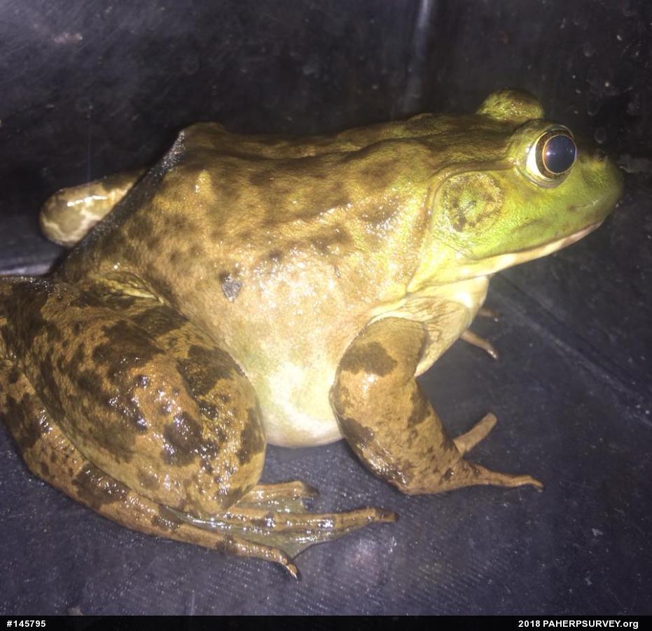 American Bullfrog