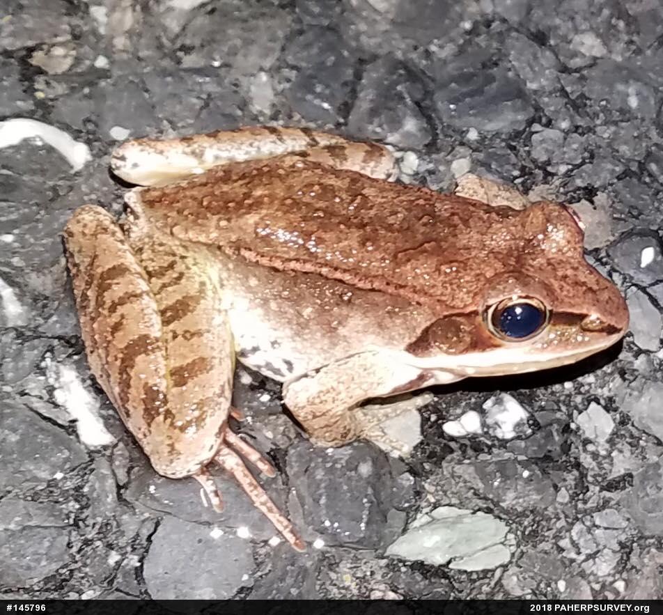 Wood Frog
