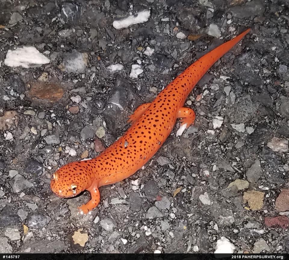 Northern Red Salamander