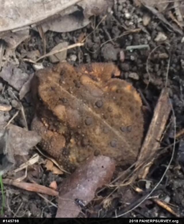 Eastern American Toad