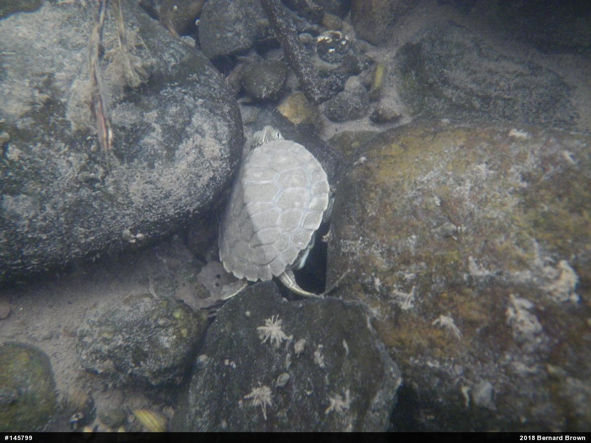 Northern Map Turtle