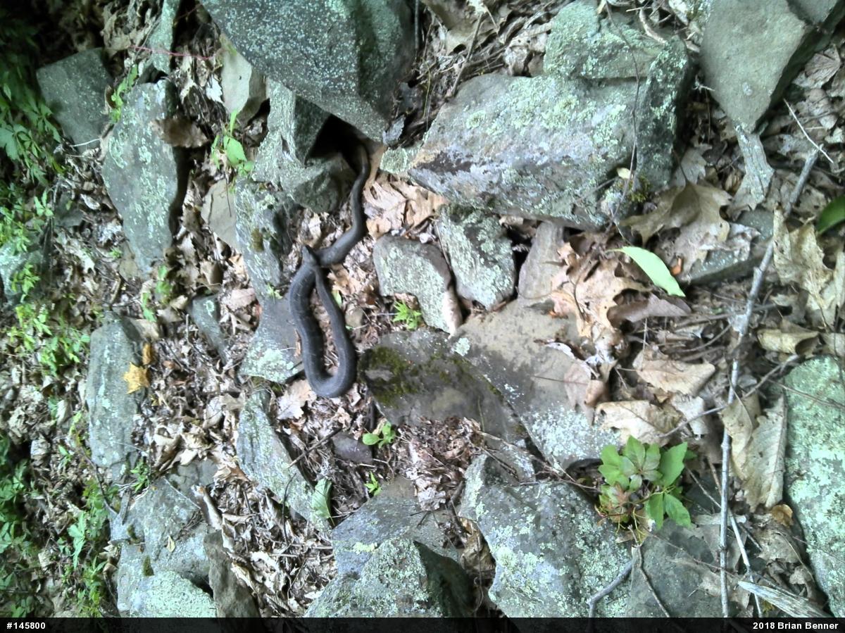 Timber Rattlesnake