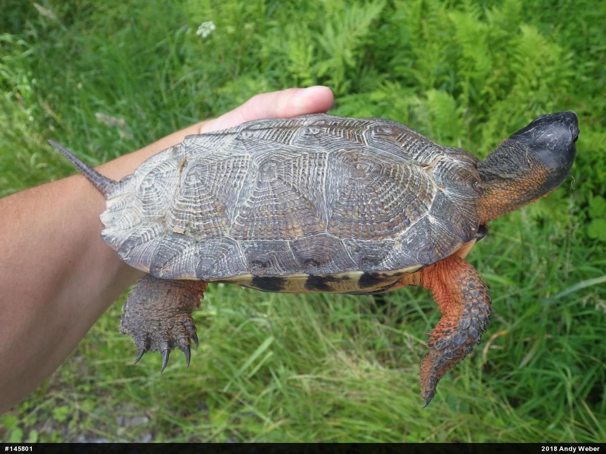 Wood Turtle