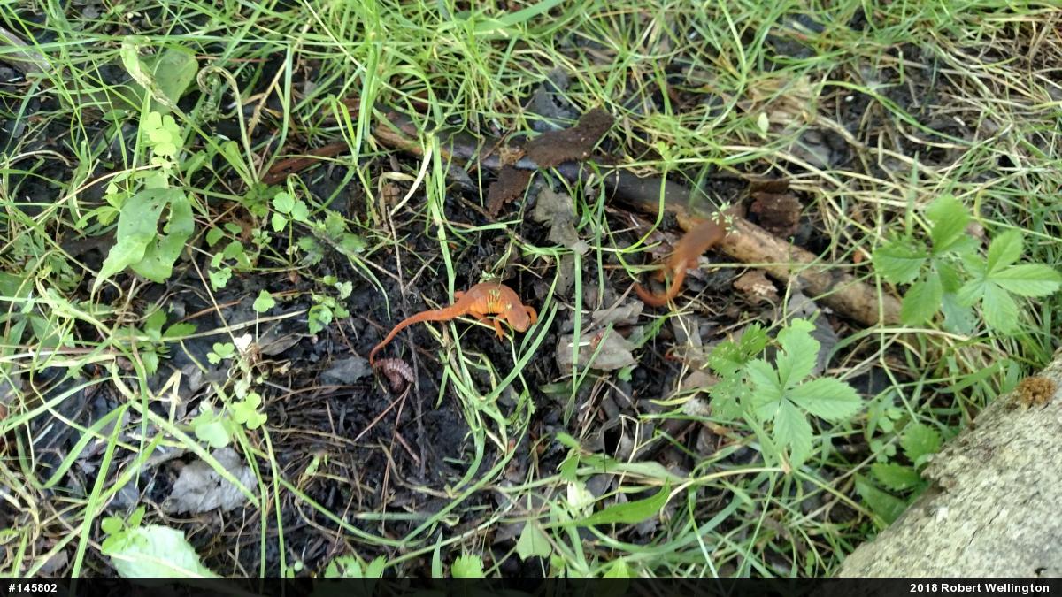 Red-spotted Newt