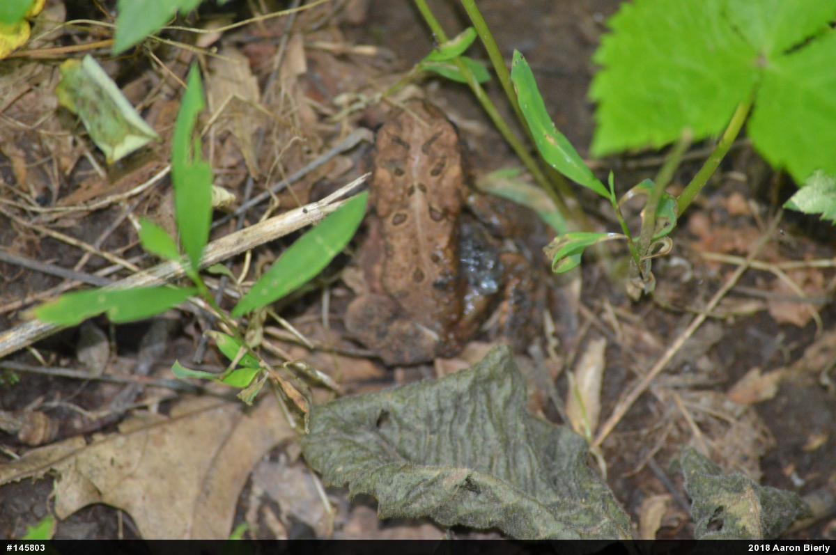 Eastern American Toad