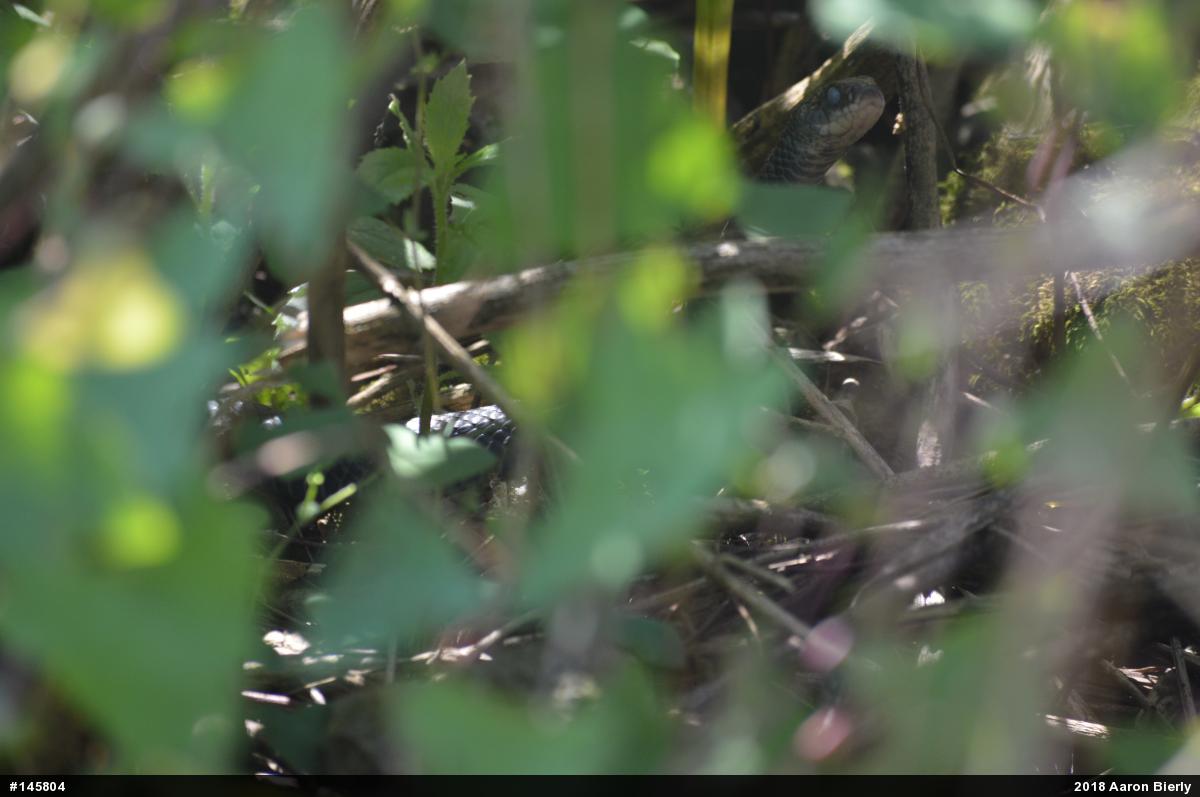 Northern Black Racer