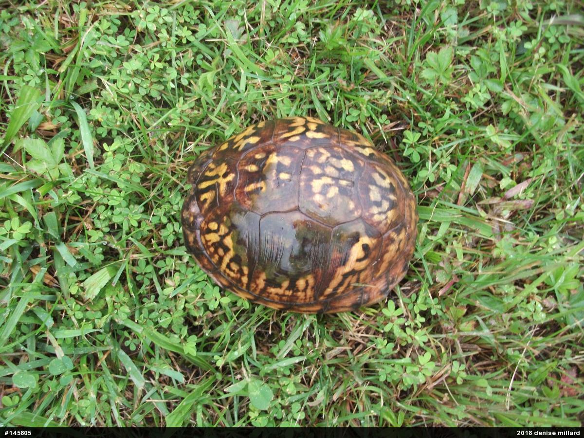 Eastern Box Turtle