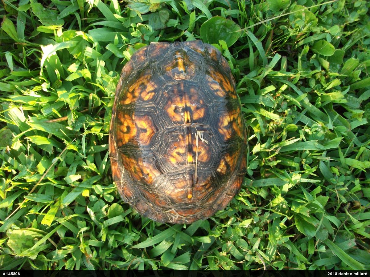 Eastern Box Turtle