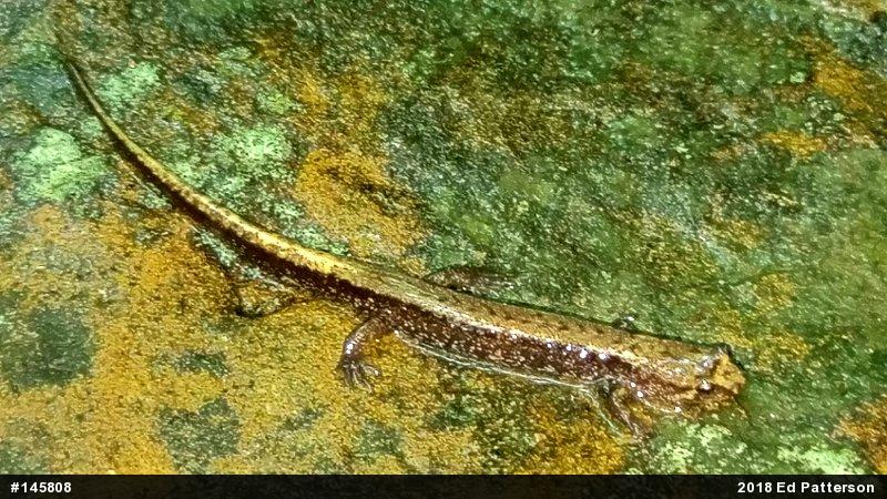 Allegheny Mountain Dusky Salamander