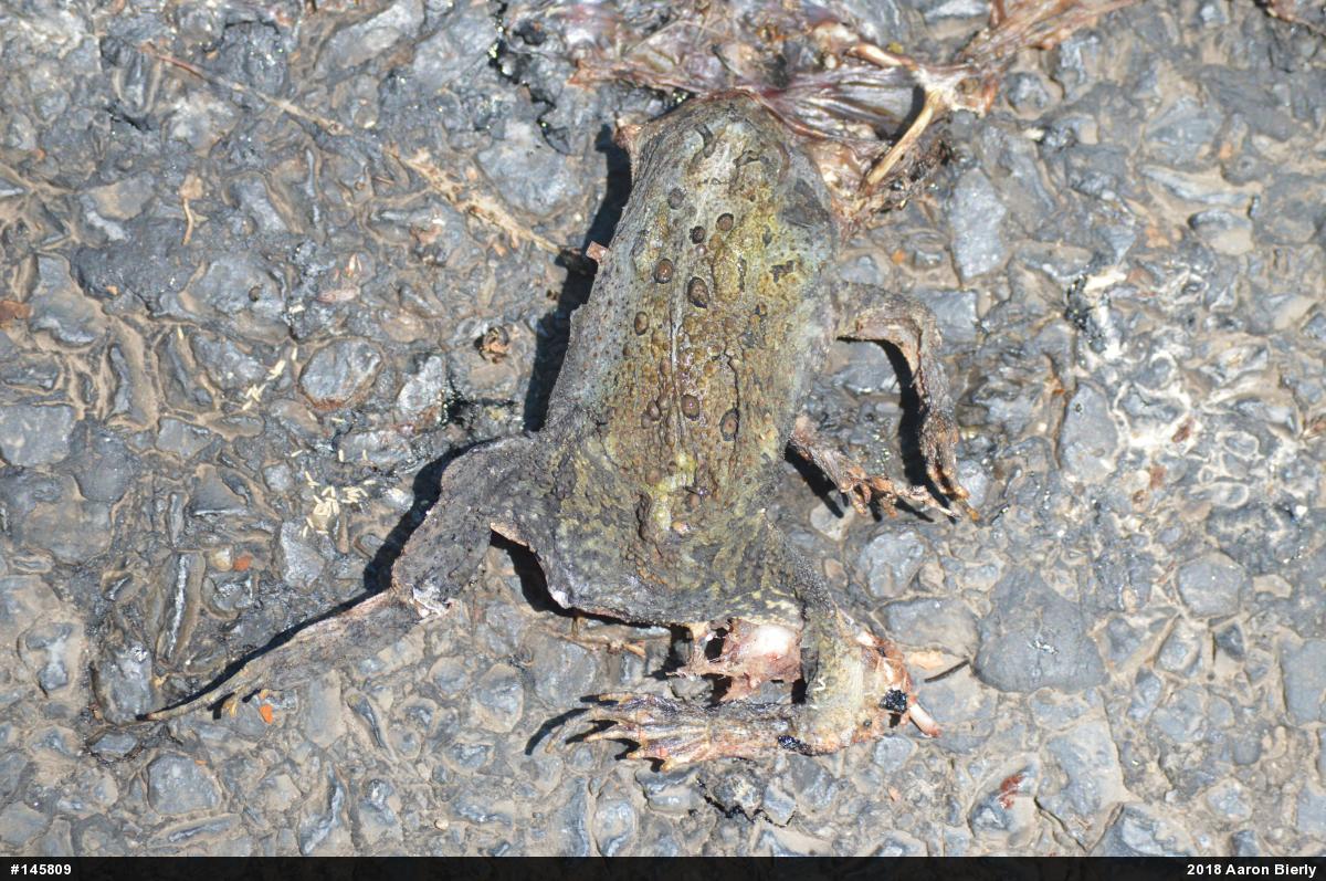 Eastern American Toad