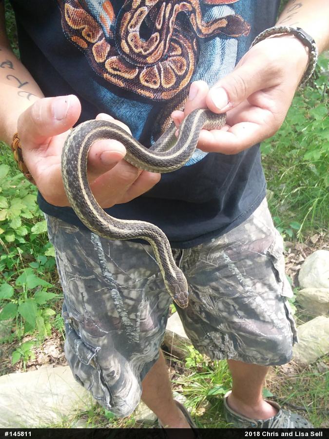Eastern Gartersnake