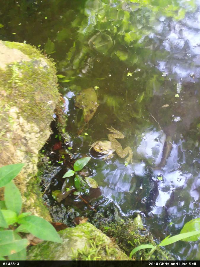 Green Frog