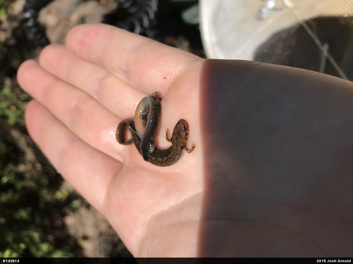 Northern Two-lined Salamander