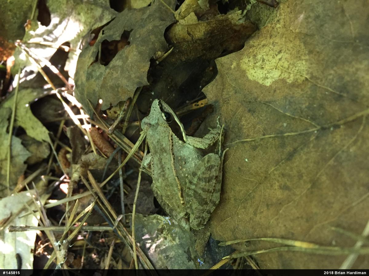 Wood Frog