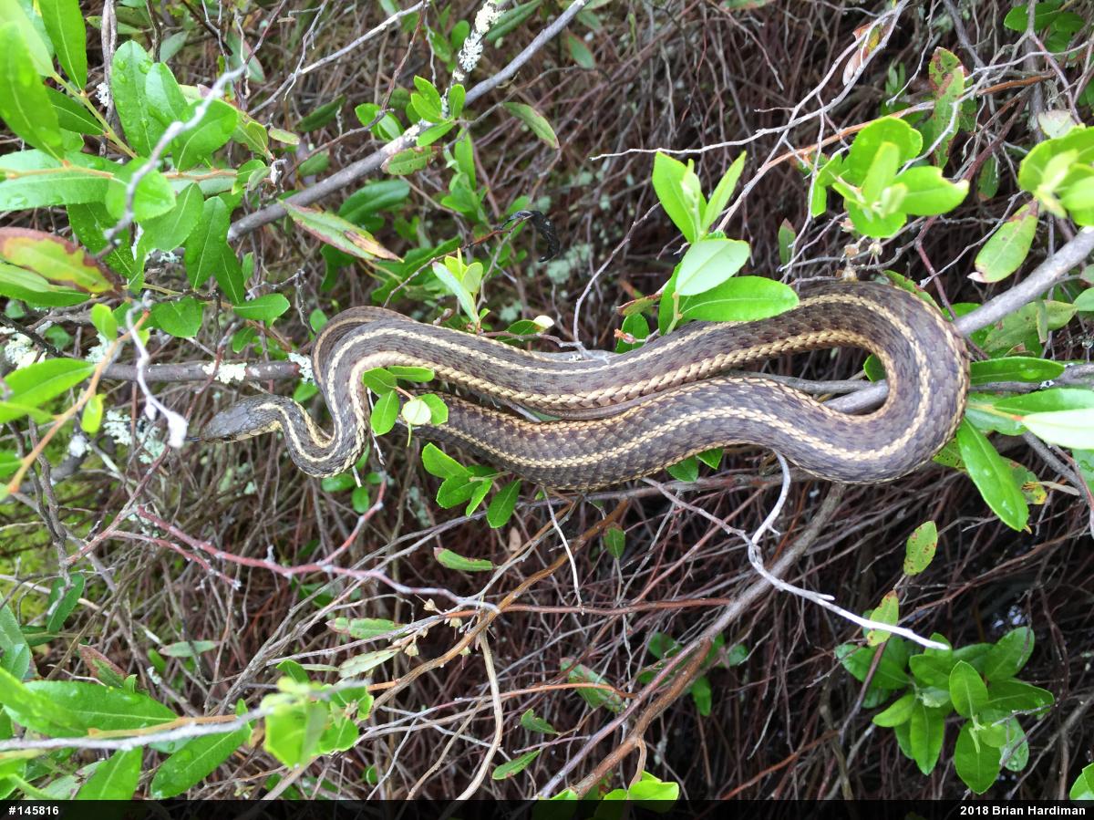 Eastern Gartersnake