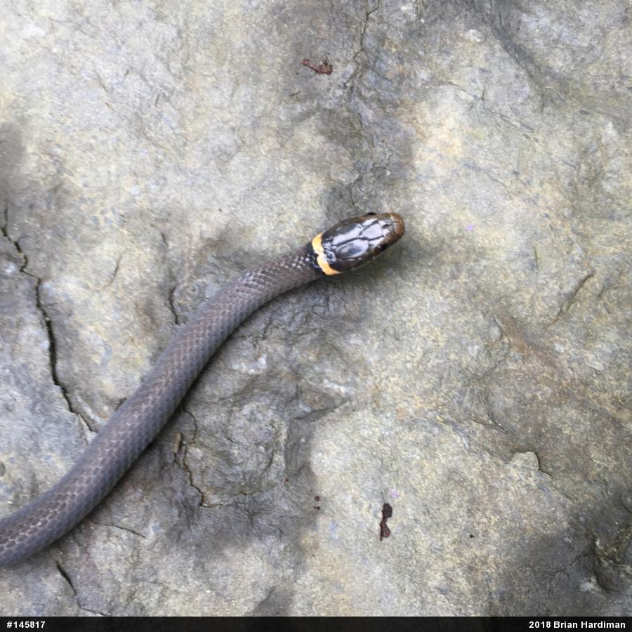 Northern Ring-necked Snake