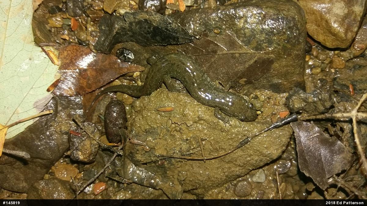 Northern Dusky Salamander